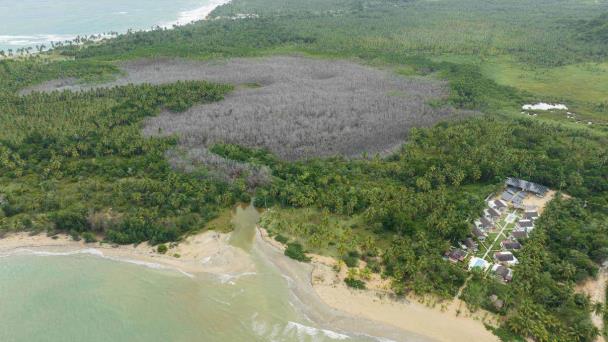 Red Socioambiental Nacional condena daño a manglares en Samaná