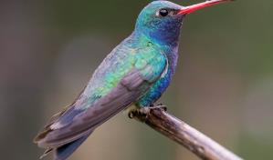 Ambientalista crea un santuario para proteger a los colibríes en el centro de México