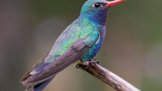 Crean Santuario Para Proteger A Los Colibríes En El Centro De México ...