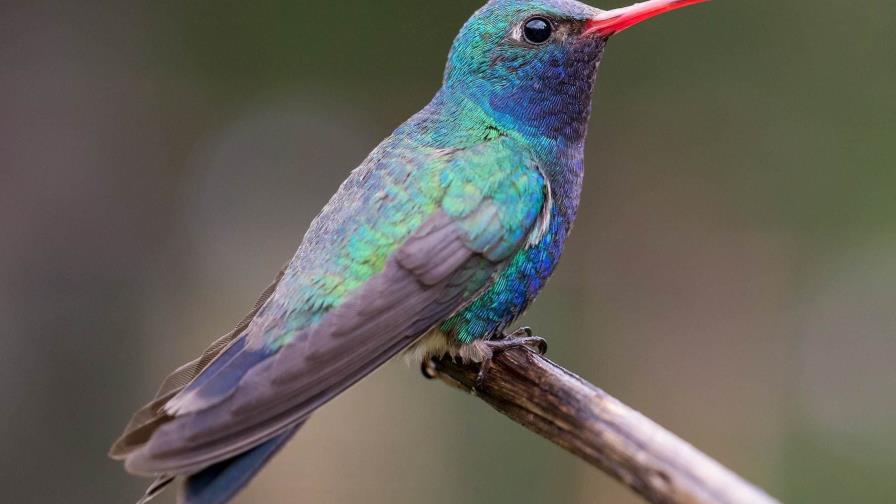 Ambientalista crea un santuario para proteger a los colibríes en el centro de México