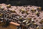 Colombia transforma madera de la tala ilegal en hogar para las abejas Colombia transforma madera de la tala ilegal en hogar para las abejas