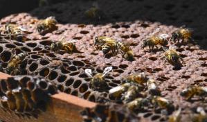 Colombia transforma madera de la tala ilegal en hogar para las abejas
