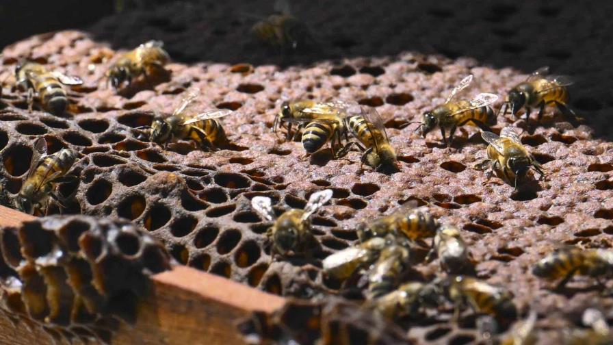 Colombia transforma madera de la tala ilegal en hogar para las abejas