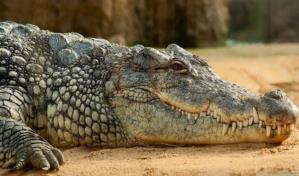 Matan a enorme cocodrilo tras segundo ataque mortal en un mes
