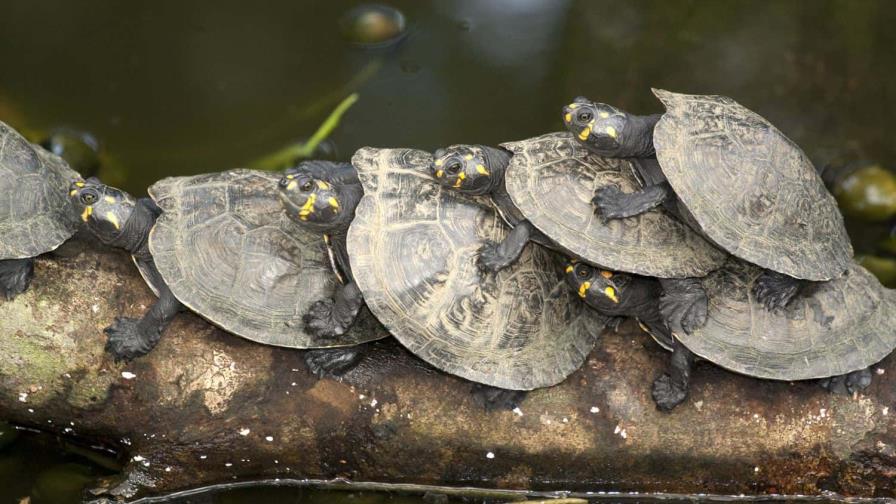 Poblaciones de tortugas de río aumentan gracias a la comunidad en Ecuador