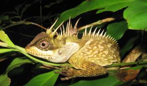 Descubren en China una nueva especie de iguana