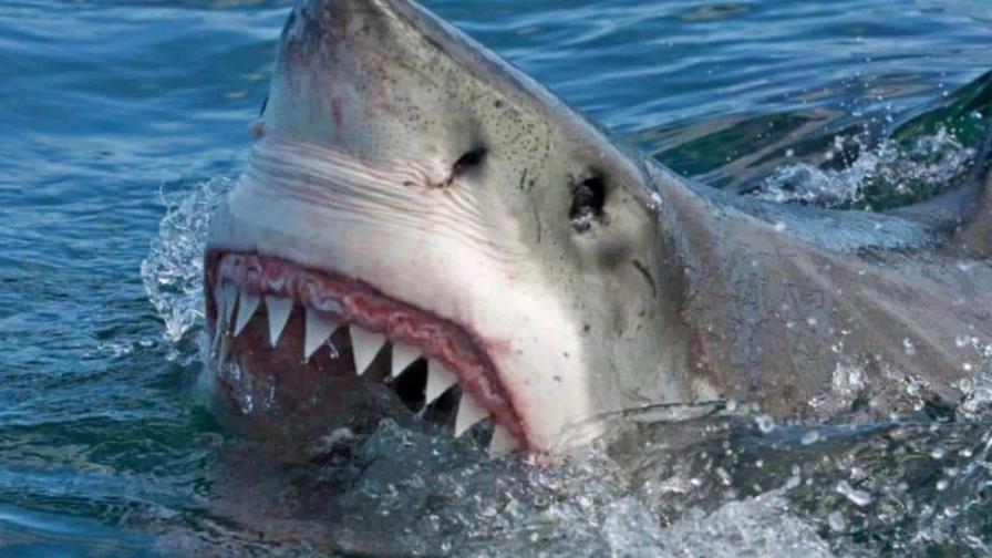 Un herido grave por el ataque de un tiburón en el sur de Australia