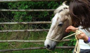 OMS confirma caso humano de encefalitis equina occidental en Argentina más de 2 décadas después