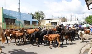 Desfile de toros, becerros y caballos en celebración tradicional del Cristo de los Milagros