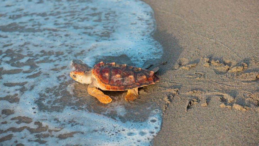 Liberan más de 1,000 neonatos de tortugas marinas