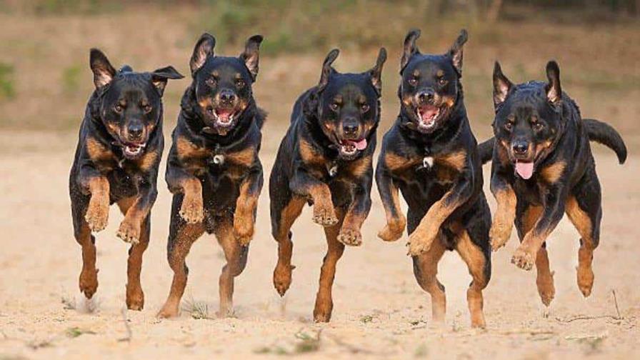 Cinco perros rottweiler matan a su dueño en su casa en Nicaragua