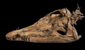 Un cr&aacute;neo de pliosaurio, gran depredador del mar, se exhibe por primera vez en Reino Unido