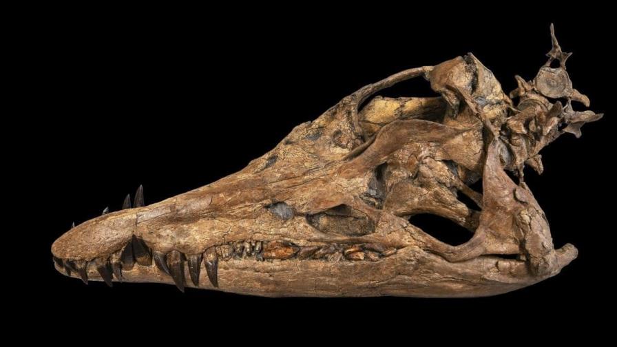 Un cráneo de pliosaurio, gran depredador del mar, se exhibe por primera vez en Reino Unido