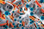 Un nuevo antibiótico es prometedor, en ratones, contra una bacteria multirresistente