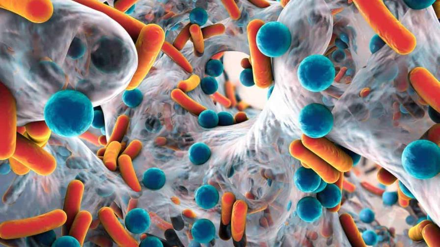 Un nuevo antibiótico es prometedor, en ratones, contra una bacteria multirresistente