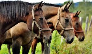 Uruguay contabiliza 155 casos y 51 muertes por encefalomielitis equina