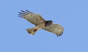 Las aves rapaces de África se enfrentan a una crisis de extinción