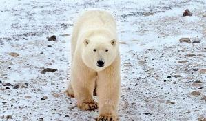 Registran en Alaska el primer caso mundial de un oso polar muerto por la gripe aviar