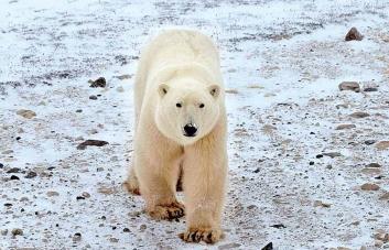 Registran en Alaska el primer caso mundial de un oso polar muerto por la gripe aviar