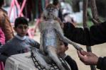 Los animales también pasan hambre en el zoológico de la asediada Gaza Los animales también pasan hambre en el zoológico de la asediada Gaza
