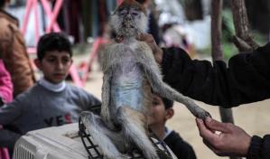 Los animales también pasan hambre en el zoológico de la asediada Gaza