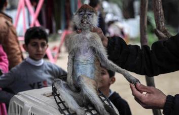 Los animales también pasan hambre en el zoológico de la asediada Gaza