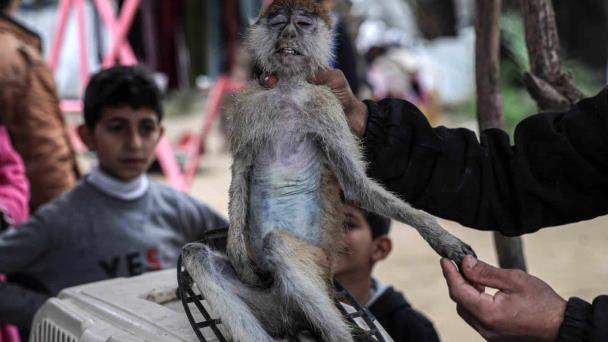 Los animales también pasan hambre en el zoológico de la asediada Gaza