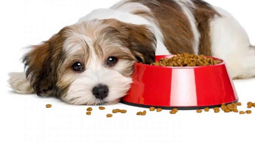 Cómo manejar la comida de perros y gatos juntos
