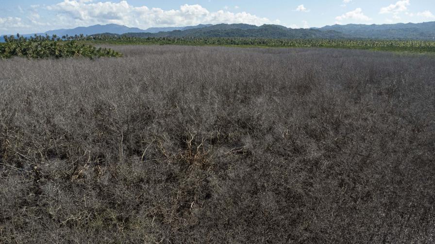 Daño a manglares en Samaná conllevaría sanciones de hasta 10 años de cárcel