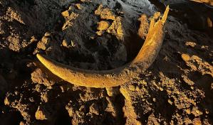 Mineros en EE.UU. encuentran un colmillo de mamut que estuvo miles de años bajo tierra