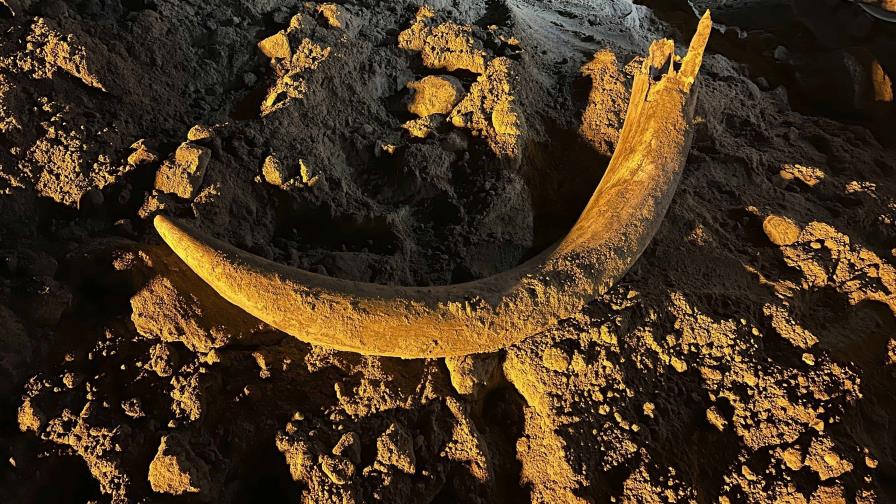 Mineros en EE.UU. encuentran un colmillo de mamut que estuvo miles de años bajo tierra