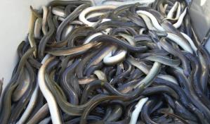La FAO propone prohibir la pesca recreativa de la anguila europea para salvarla