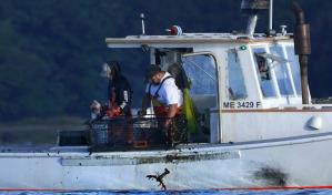 Pescadores de langostas en EE.UU. demandan ante nuevas normas de monitoreo