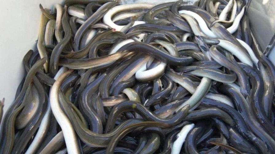 Acusan en Puerto Rico a dos dominicanos por contrabando de 110,000 anguilas americanas