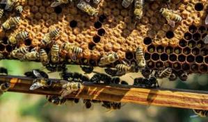 Datos de cinco décadas revelan por qué las abejas producen menos miel