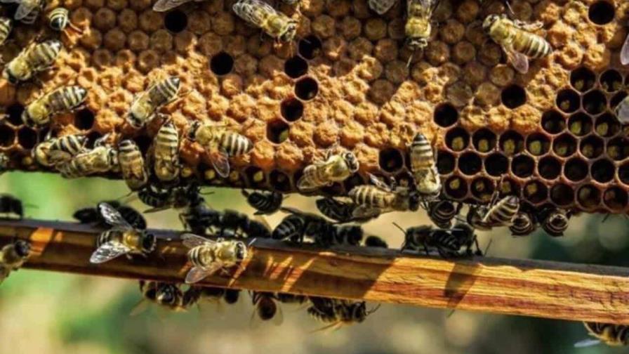 Datos de cinco décadas revelan por qué las abejas producen menos miel