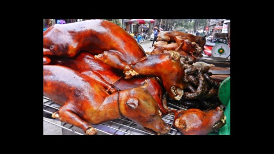 Corea del Sur, donde se comen los perros, prohíbe consumir esa carne a partir del 2027