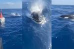 Se reportan 400 avistamientos de orcas en el Caribe