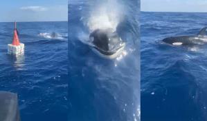 Se reportan 400 avistamientos de orcas en el Caribe