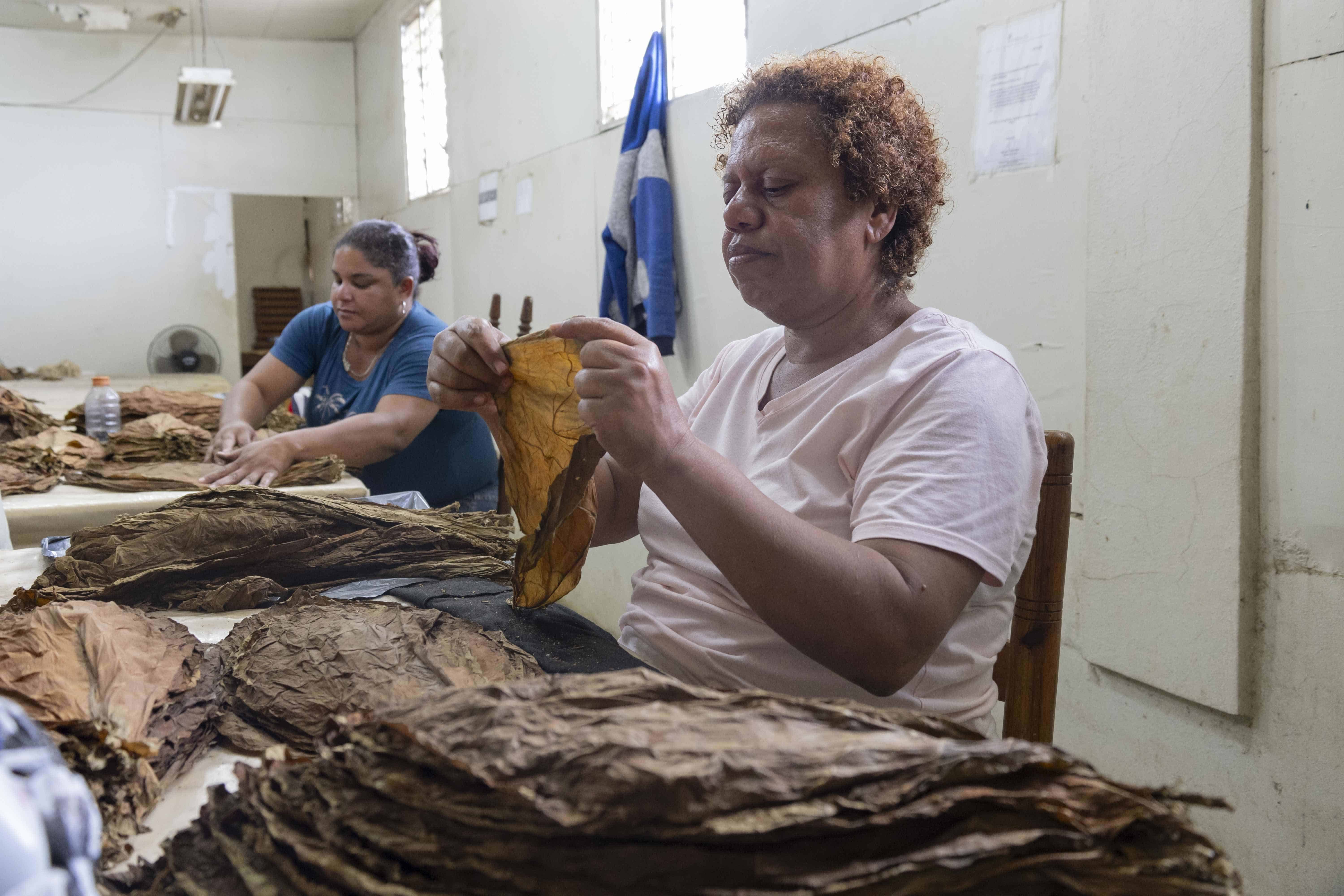 Las mujeres ocupan la mayoría de los empleos que genera el sector tabaco en las fábricas.