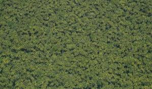 El 2.2 % de las especies más comunes de árboles cubre el 50 % de los bosques