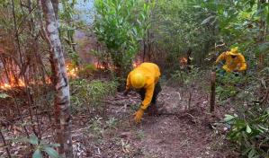 Investigan causas de incendio forestal registrado en Loma Novillero