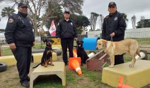 Los perros que salvar&aacute;n a v&iacute;ctimas de un terremoto e inundaciones en Per&uacute;