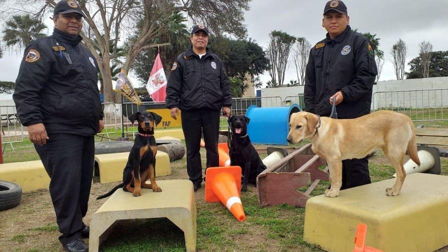 Los perros que salvarán a víctimas de un terremoto e inundaciones en Perú