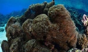 Venezuela busca contener la invasión de un coral asiático en aguas del mar Caribe