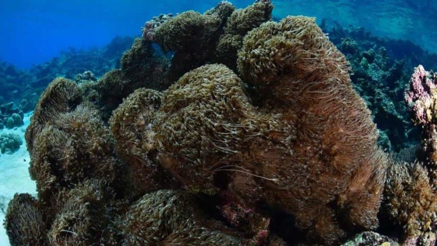 Venezuela busca contener la invasión de un coral asiático en aguas del mar Caribe