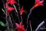 Palmeras subterráneas y hongos antárticos, entre las nuevas especies descubiertas en 2023 Palmeras subterráneas y hongos antárticos, entre las nuevas especies descubiertas en 2023