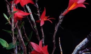 Palmeras subterr&aacute;neas y hongos ant&aacute;rticos, entre las nuevas especies descubiertas en 2023