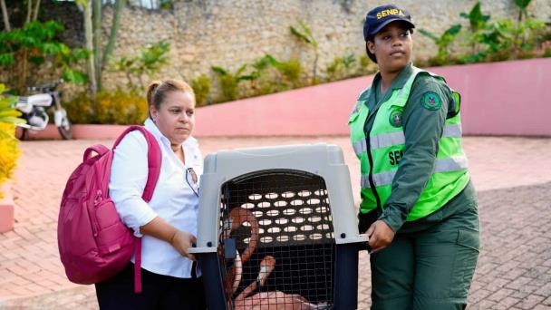 Medio Ambiente rescata siete flamencos en cautiverio en alojamiento turístco de Puerto Plata