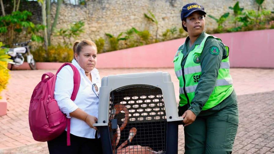 Medio Ambiente rescata siete flamencos en cautiverio en alojamiento turístco de Puerto Plata